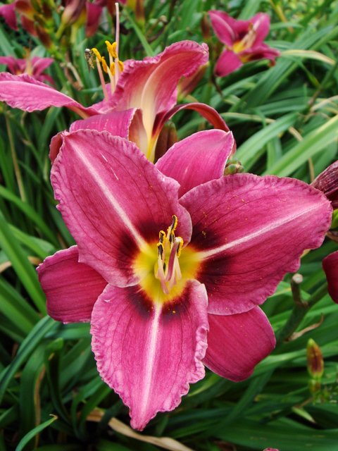 Hemerocallis x 'Chicago Queen'